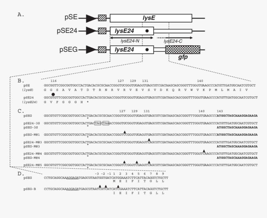 Document, HD Png Download, Free Download