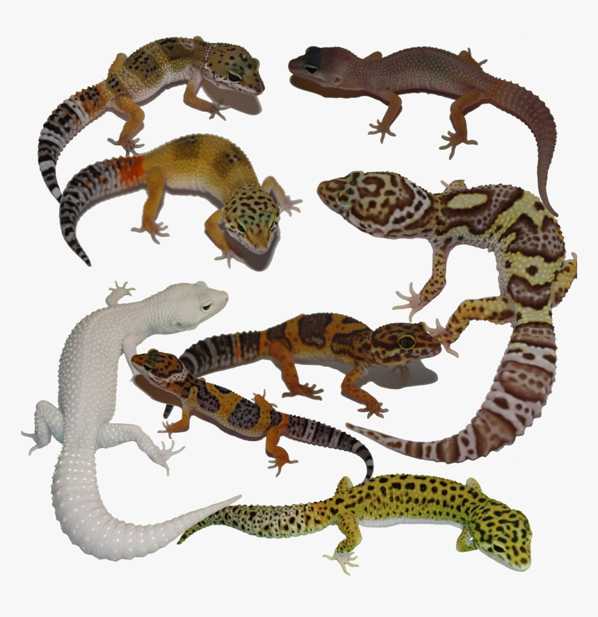 Collage - House Gecko, HD Png Download, Free Download