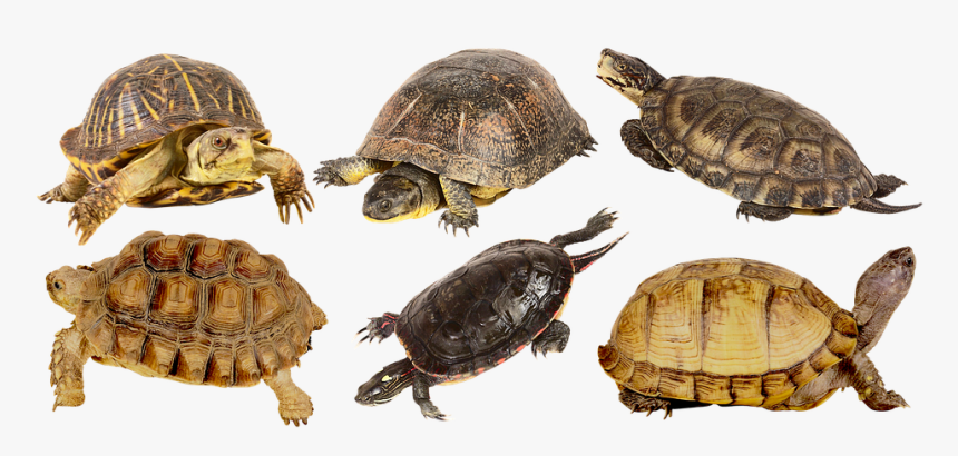 Tortoise, Armor, Beak, Paws, Reptile, Creeping Things - Galápagos Tortoise, HD Png Download, Free Download