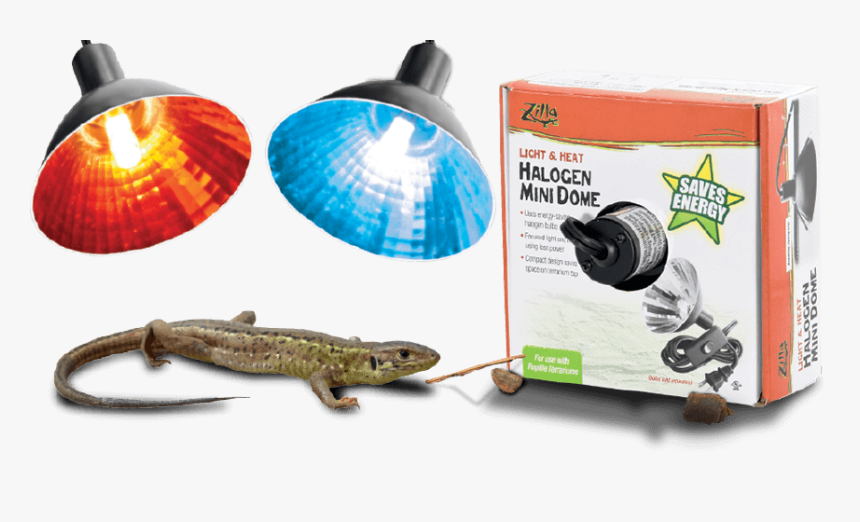 Pet Lizard Next To Energy Saving Heat Halogen Mini - Mini Dome Light Reptile, HD Png Download, Free Download