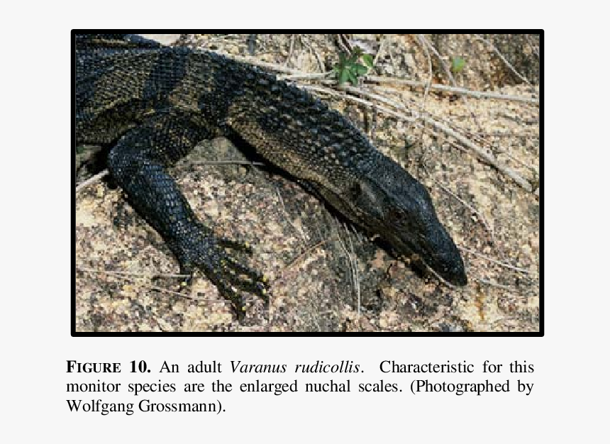 Varanus Mabitang, HD Png Download, Free Download