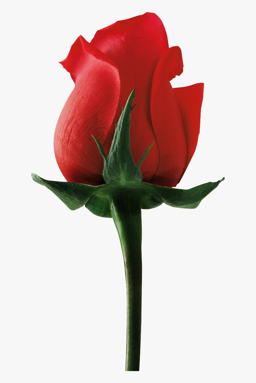 Rose Flower Side View, HD Png Download, Free Download
