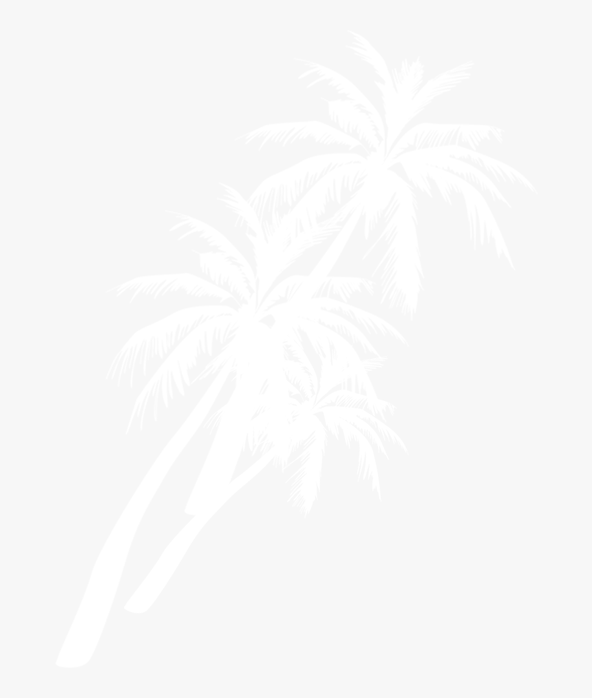 Palm Tree - Attalea Speciosa, HD Png Download, Free Download