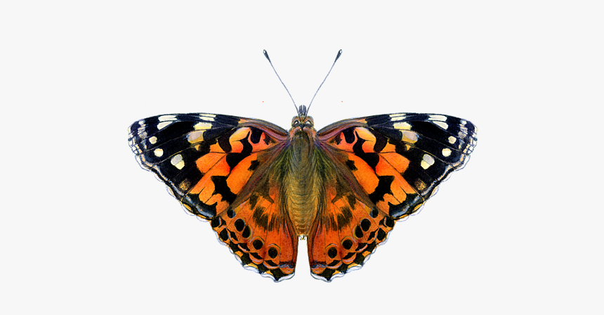 Painted Lady Butterfly Painting, HD Png Download, Free Download