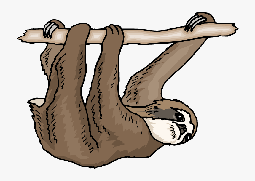 Sloth Clipart - Three Toed Sloth Clip Art, HD Png Download, Free Download