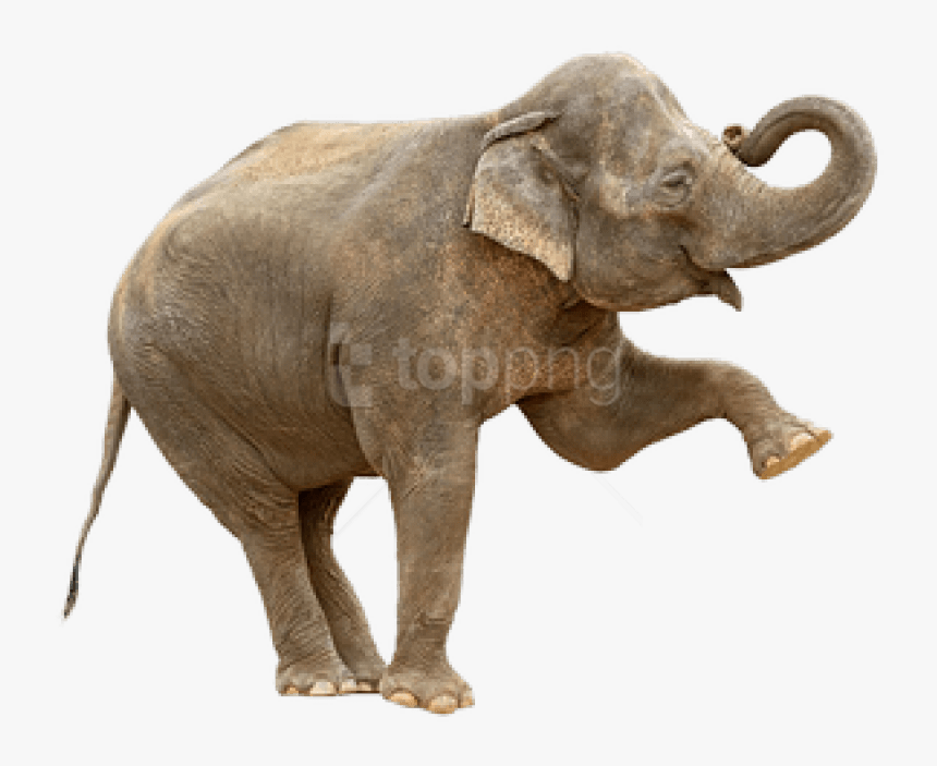 Indian Elephant Png - Elephant Is The Only Mammal That Can T Jump, Transparent Png, Free Download