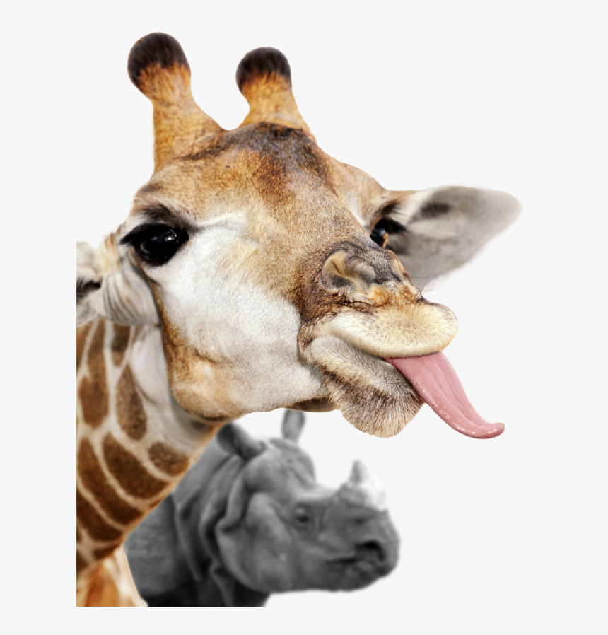 Giraffe, HD Png Download, Free Download