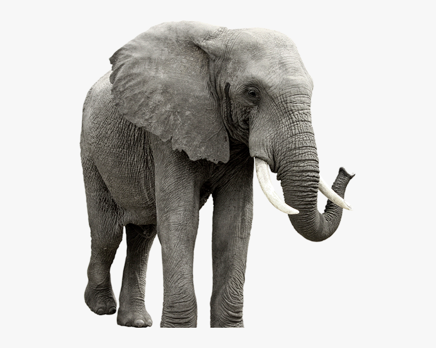 Elephant Transparent Background, HD Png Download, Free Download