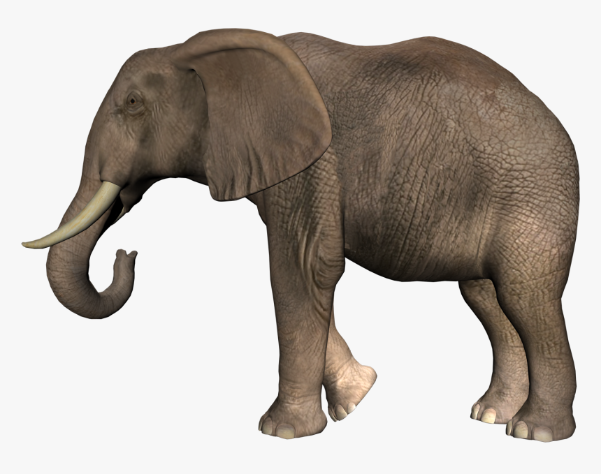 Elephants Png, Transparent Png, Free Download