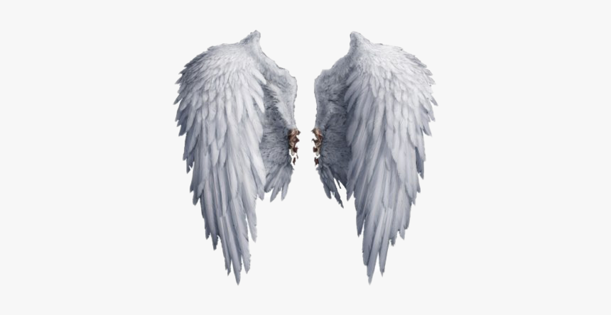 Realistic Angel Wings Png Photos - Transparent Background Angel Wings Png, Png Download, Free Download