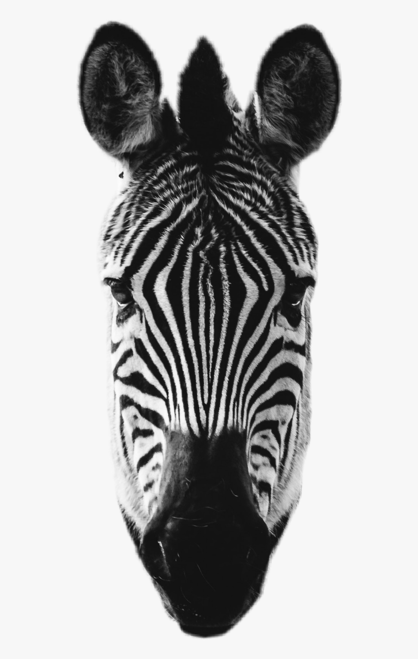 #zebra #head #zebrahead - Zebra, HD Png Download, Free Download