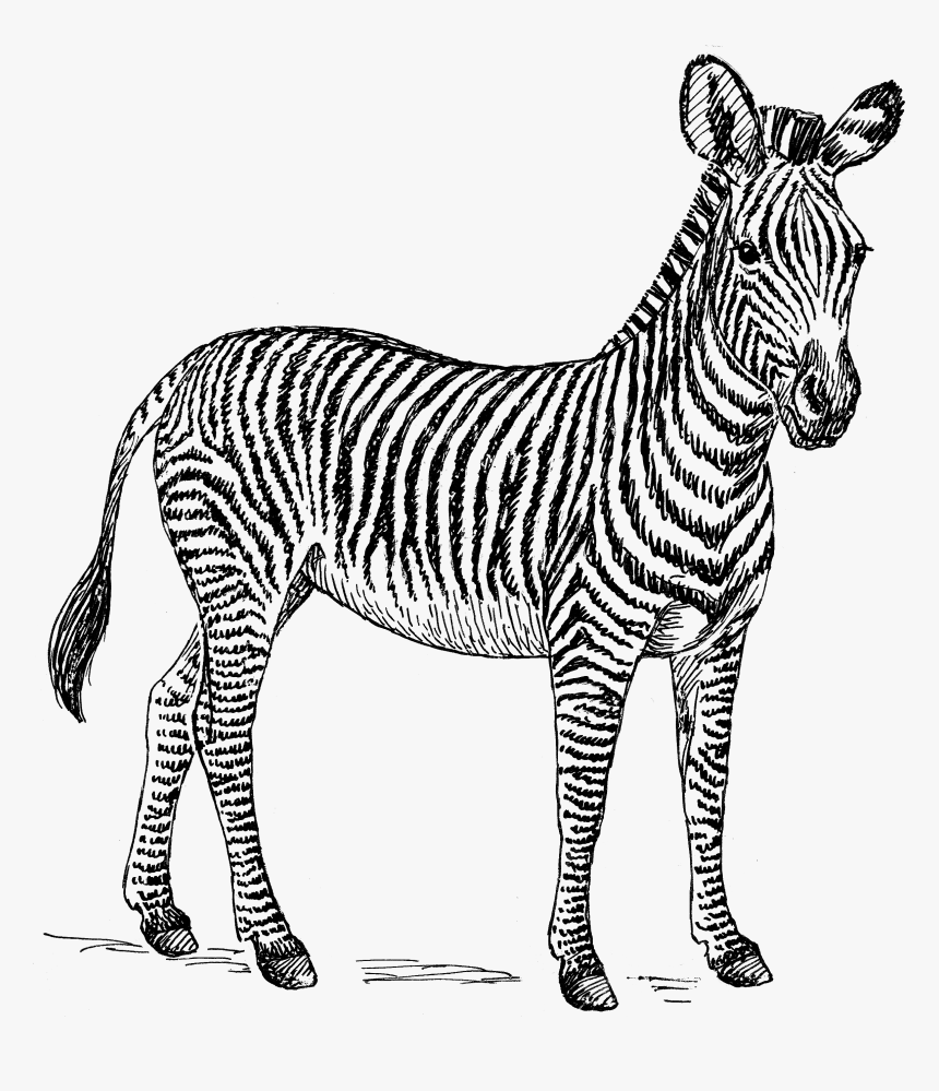 Zebra Png High-quality Image - Zebra Clipart Free, Transparent Png, Free Download