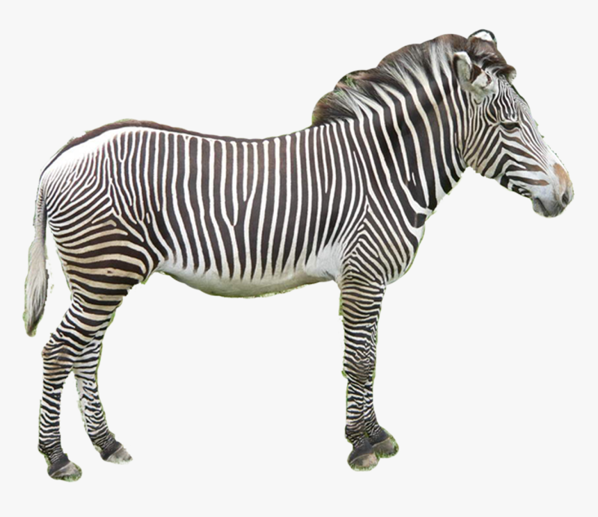 Zebra Zoo, HD Png Download, Free Download