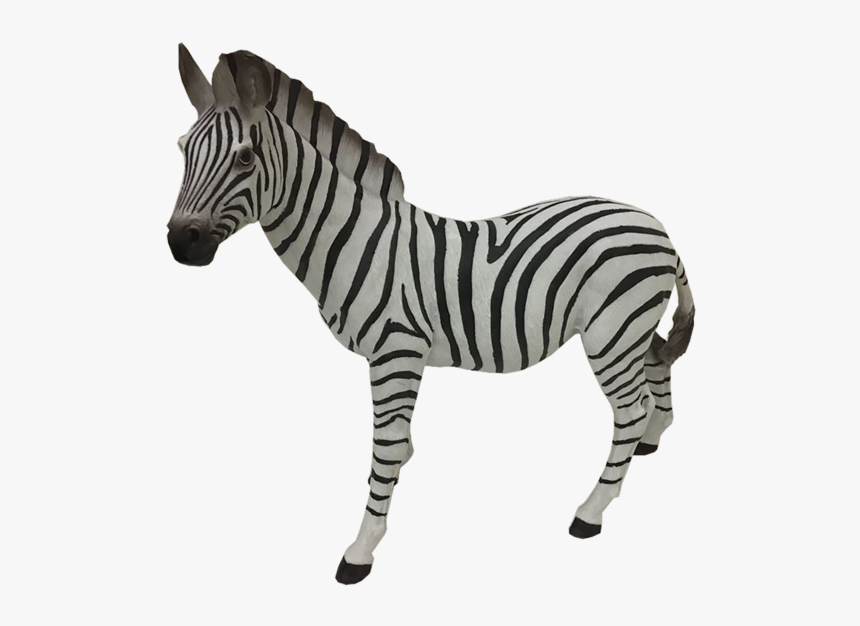 Zebra, HD Png Download, Free Download