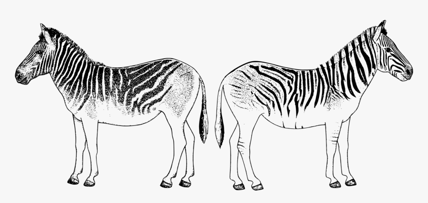 Donkey,pony,monochrome Photography - Zebra, HD Png Download, Free Download