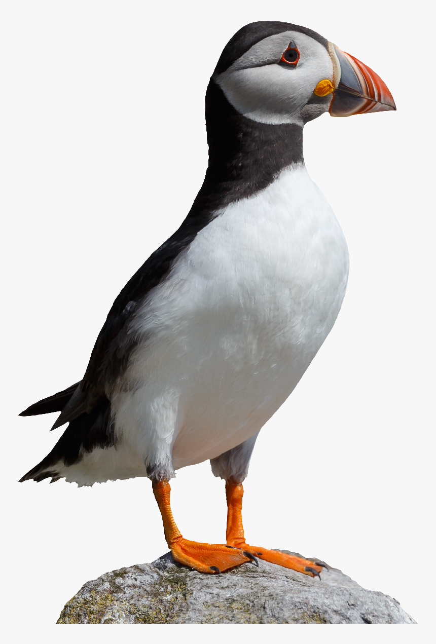 National Trust For Jersey Transparent Background - Puffin Png, Png Download, Free Download