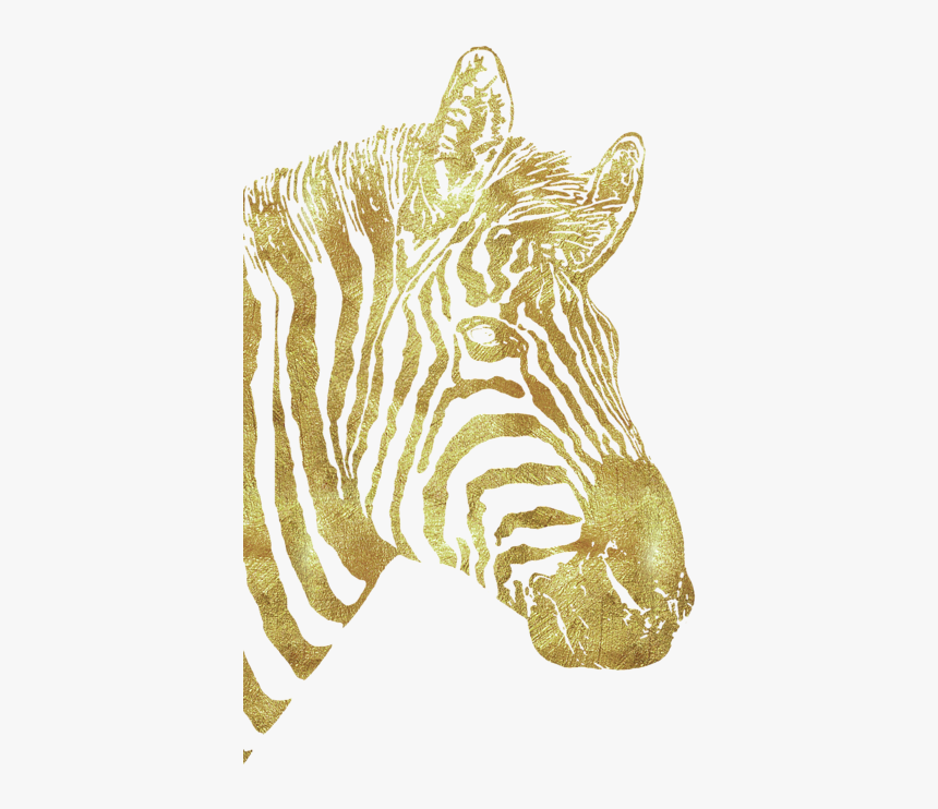 Zebra, HD Png Download, Free Download