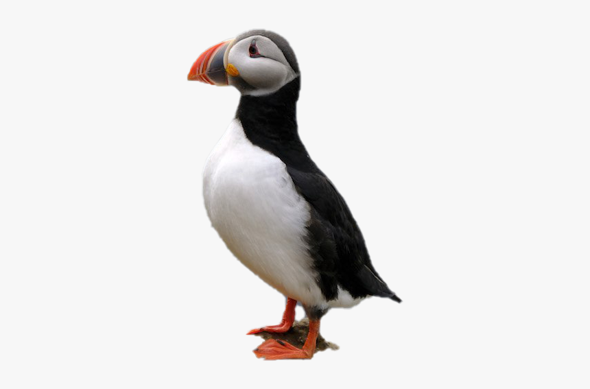 Puffin Png Image - Atlantic Puffin, Transparent Png, Free Download