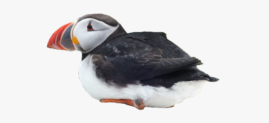 #puffin #bird #cute #pngs #png #lovely Pngs #usewithcredit - Atlantic Puffin, Transparent Png, Free Download