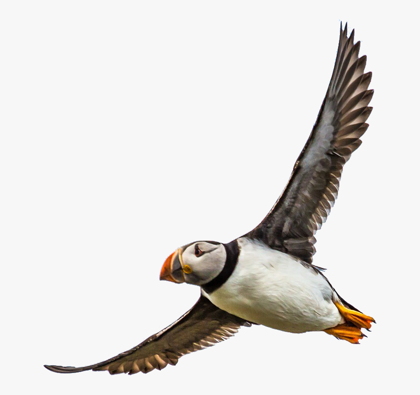 Transparent Puffin Png - Atlantic Puffin, Png Download, Free Download