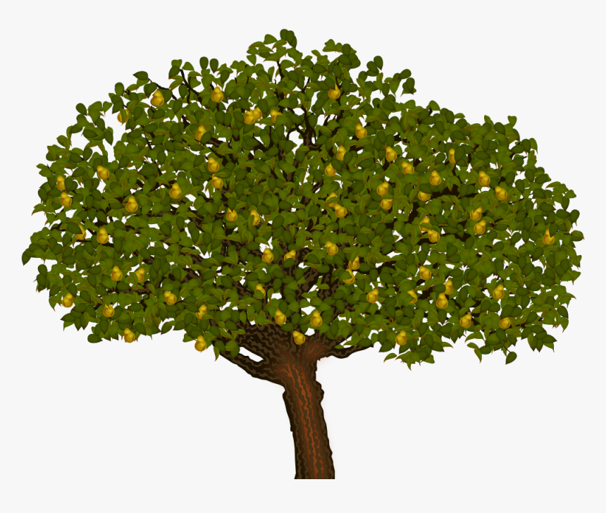 Transparent Partridge In A Pear Tree Clipart - Tree Png Free, Png Download, Free Download