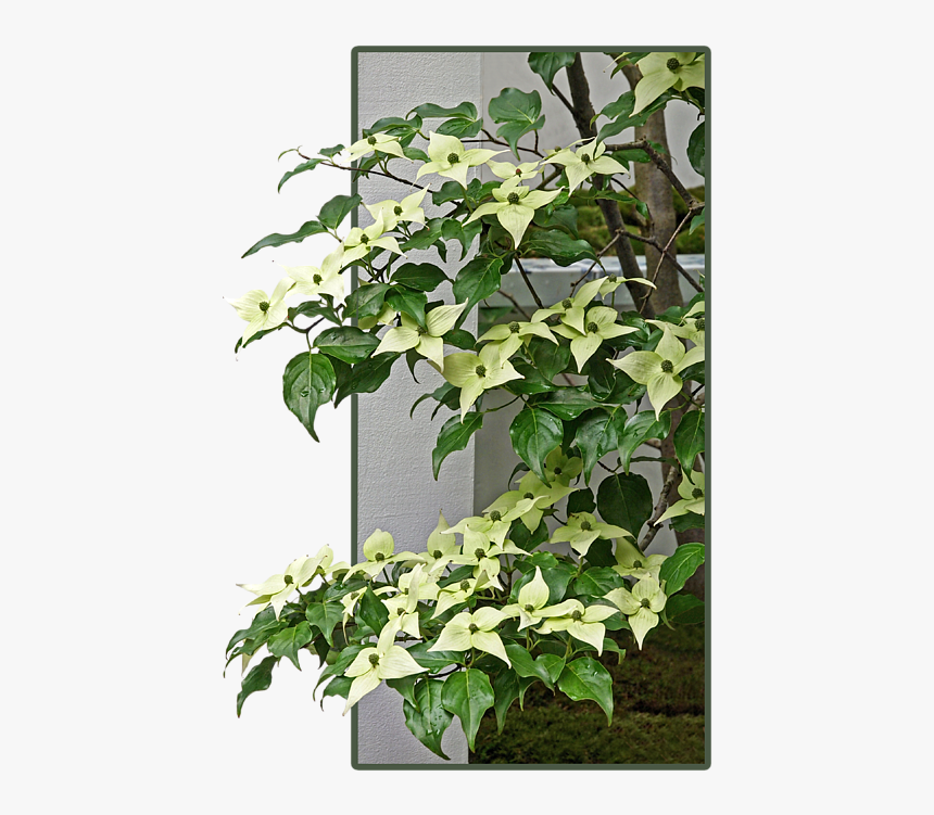 Dogwood, HD Png Download, Free Download