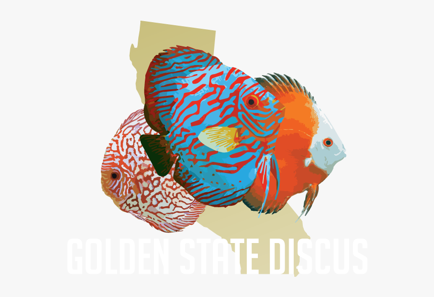 Golden State Discus - Aquarium, HD Png Download, Free Download