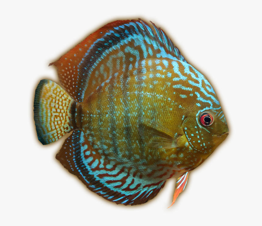 Discusalenquer Jimmyzhoopz - Coral Reef Fish, HD Png Download, Free Download