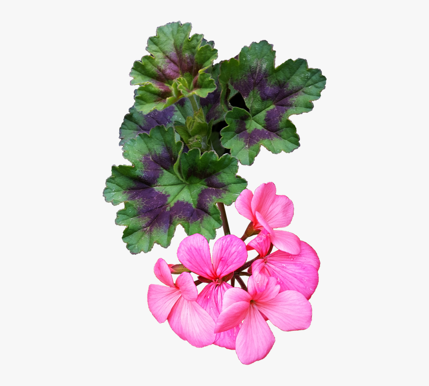 Flower, Pink, Geranium, Plant, Cut Out, Isolated - Geranio Fiori Png, Transparent Png, Free Download