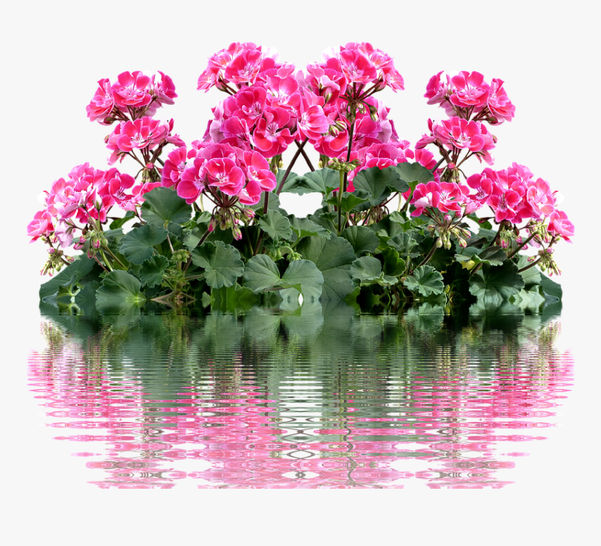 Geranium, Balkonblumen, Summer, Balcony Plant, Flower - Geraniums Png, Transparent Png, Free Download