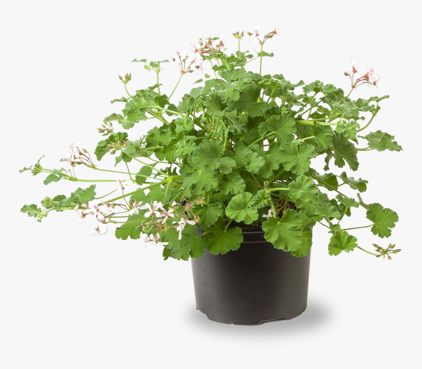 Scent Geranium Cola Fresh, HD Png Download, Free Download