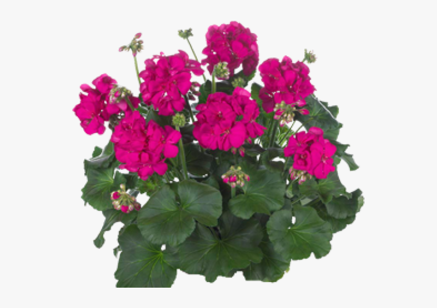 Geranium - Geraniums Png, Transparent Png, Free Download