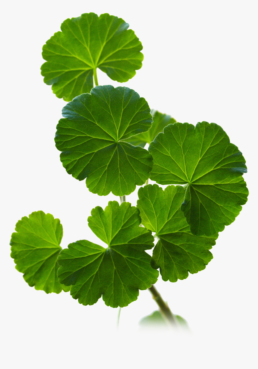 Geranium Leaves , Png Download - Centella Asiatica Png, Transparent Png, Free Download