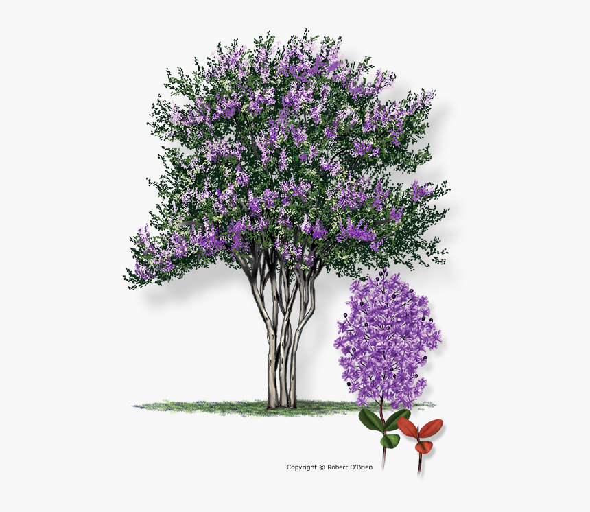 Crape Myrtle Png, Transparent Png, Free Download