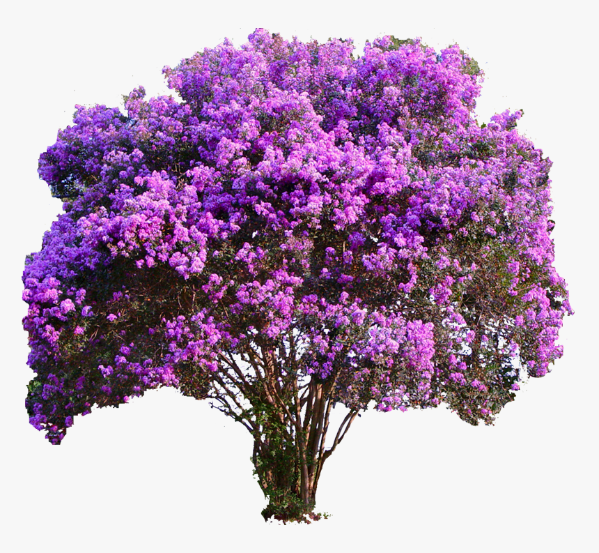 Purple Crepe Myrtle, HD Png Download, Free Download