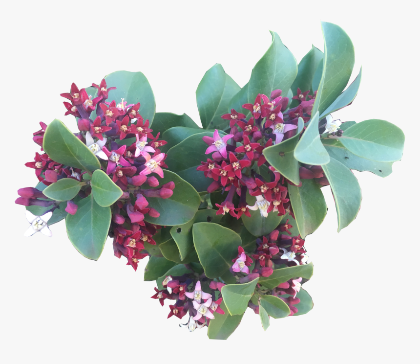 Transparent Crape Myrtle Png - Riberry, Png Download, Free Download