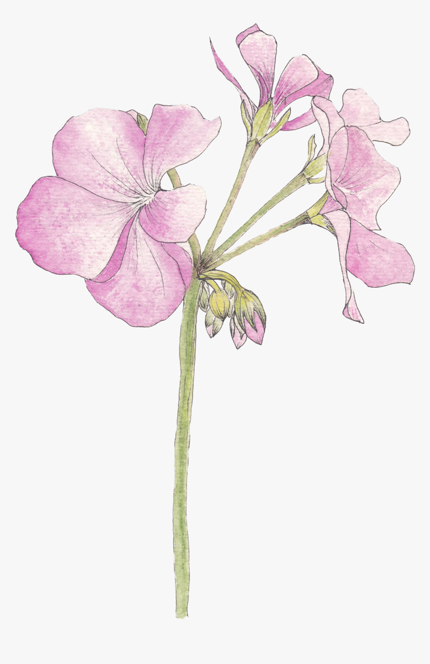 Geranium Watercolor Png, Transparent Png, Free Download