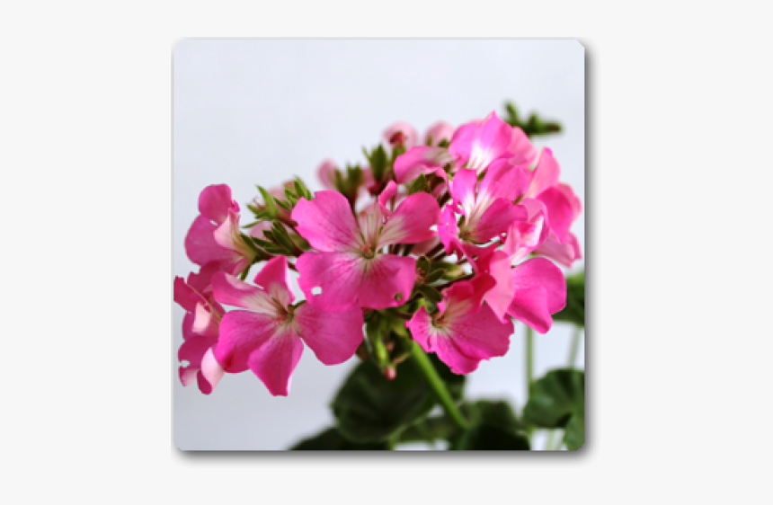 Peruvian Lily, HD Png Download, Free Download