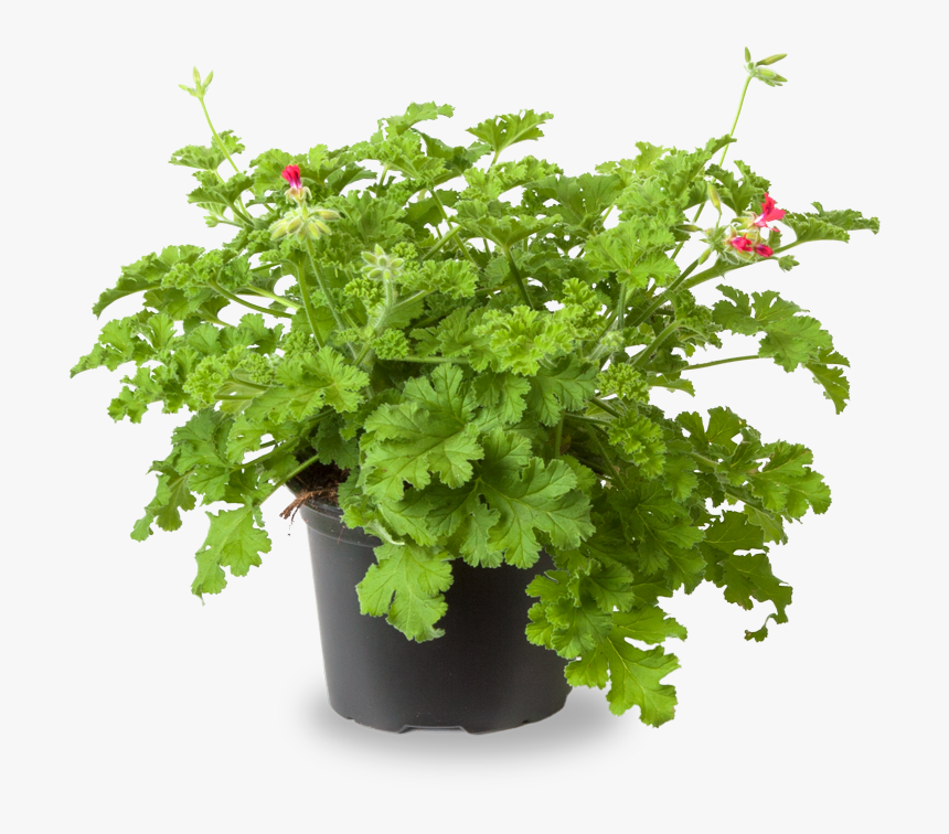 Flowerpot, HD Png Download, Free Download