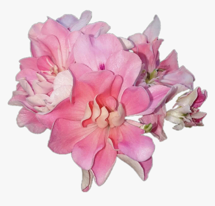 #flower #pink #geranium #pelargonium #ivyleaf #gorgeous - Artificial Flower, HD Png Download, Free Download