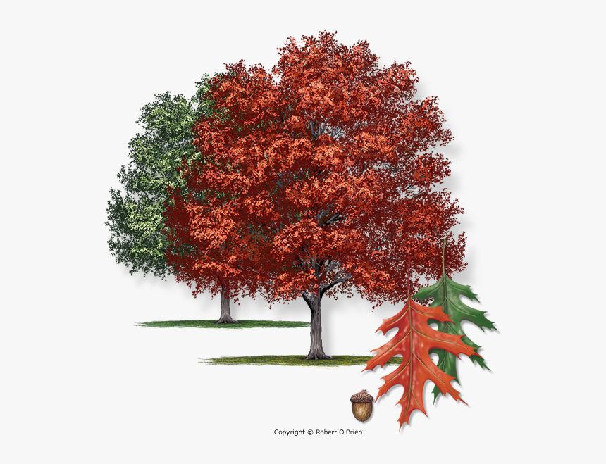 Cherry Bark Oak Tree, HD Png Download, Free Download