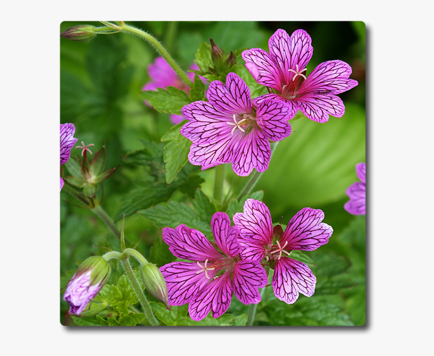 Malva, HD Png Download, Free Download