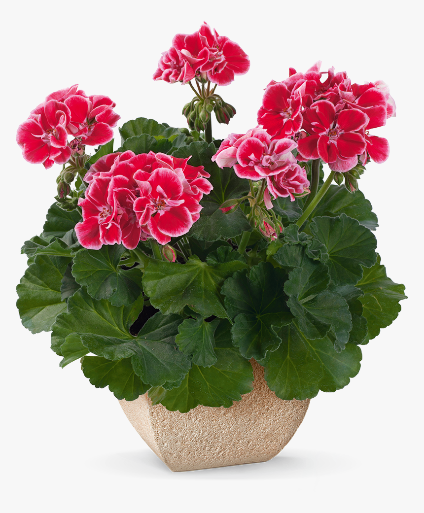 Geraniums Flower In Spanish, HD Png Download, Free Download