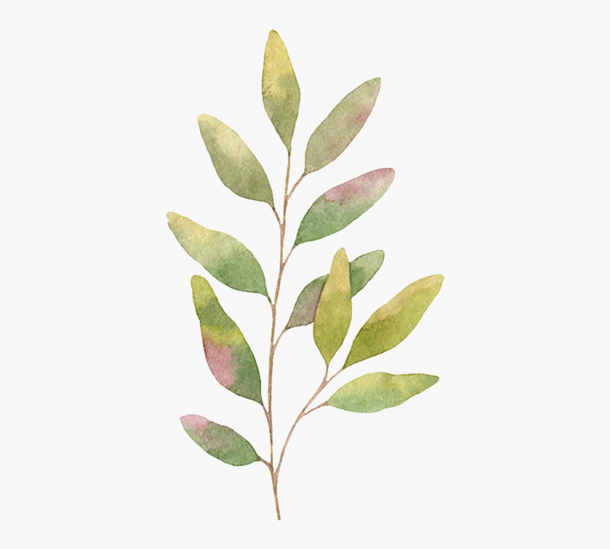 Geriatrics & Injury Care - Watercolor Flora, HD Png Download, Free Download