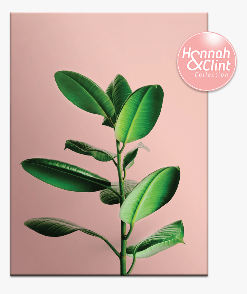 Peachy - Tea Plant, HD Png Download, Free Download