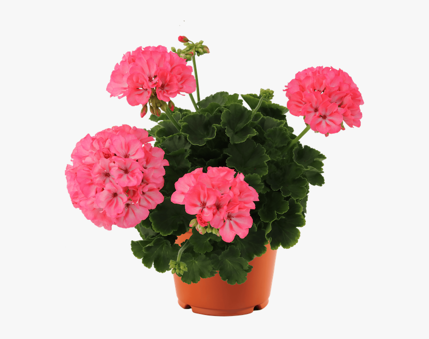 Pelargonium Big Eeze Pink, HD Png Download, Free Download