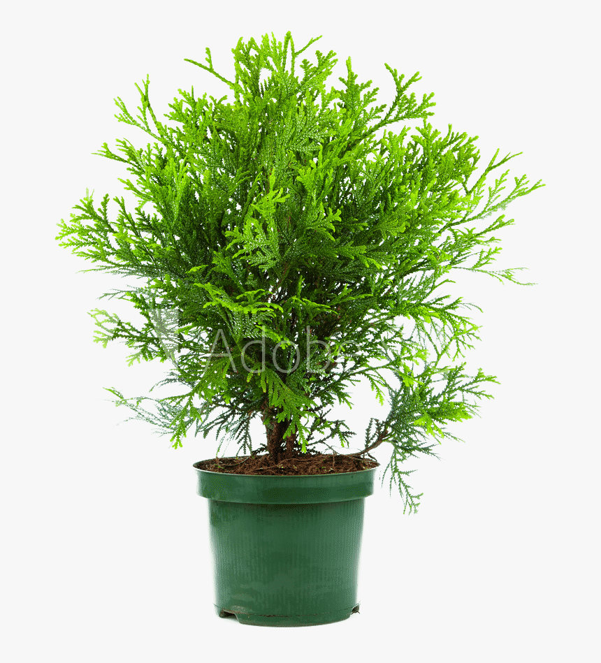 Adobestock 107785482 Preview - Cupressaceae, HD Png Download, Free Download