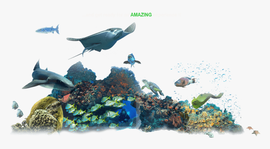 Marine Biology, HD Png Download, Free Download