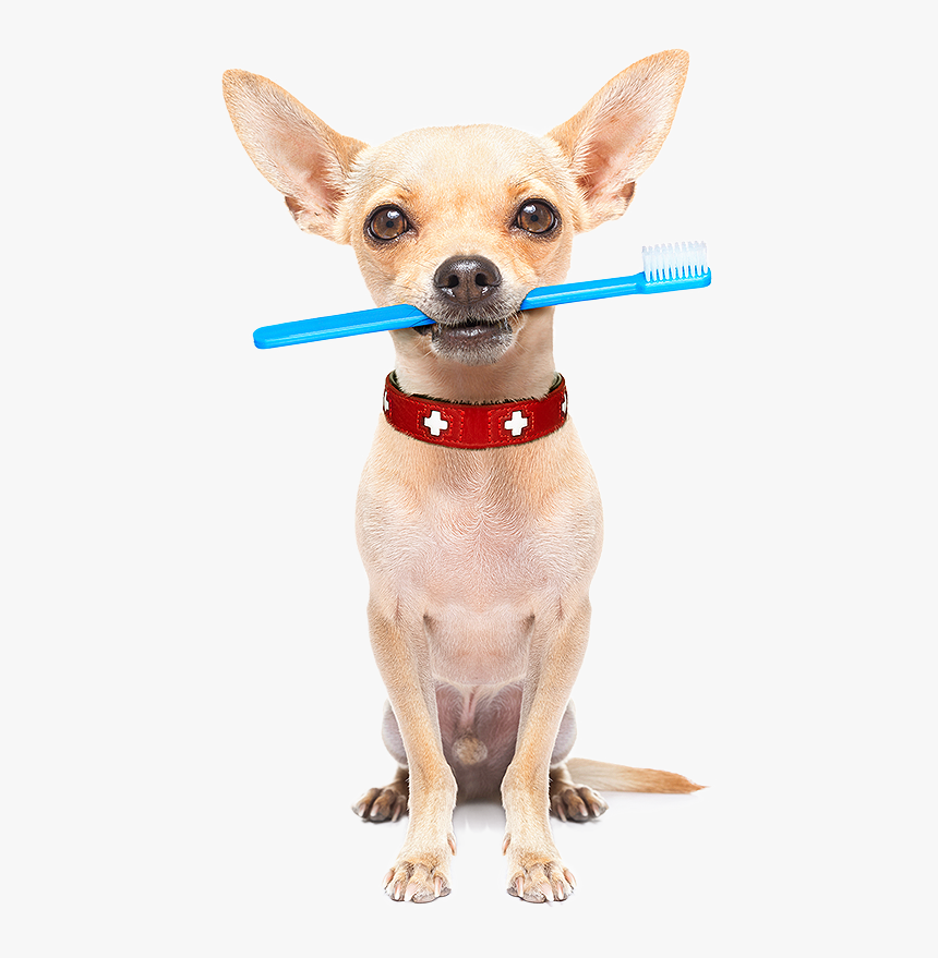 Dental Care - Pet Dental Care, HD Png Download, Free Download