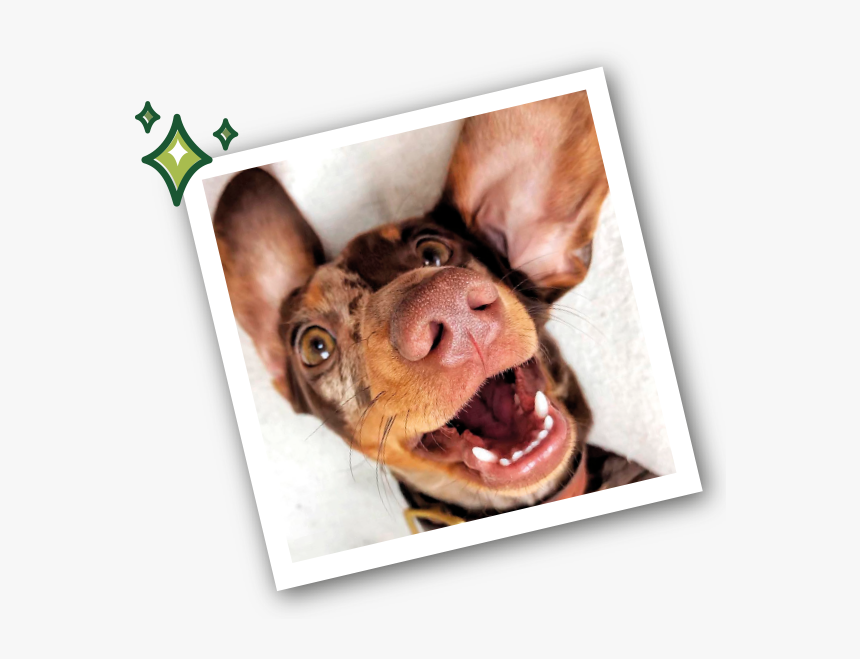 Dog Yawns, HD Png Download, Free Download